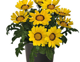 Газанія гібридна великоквіткова Зані F1 жовтакупити