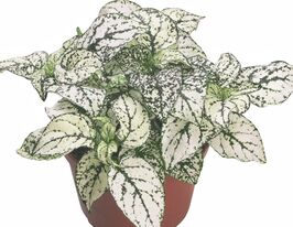 Гіпоестес Конфетті білийкупити