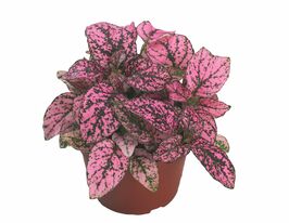 Гіпоестес Конфетті малиновийкупити