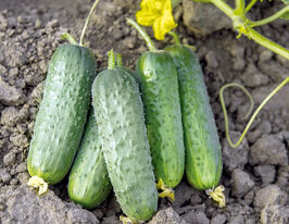 Огірок Ельвінара F1купити