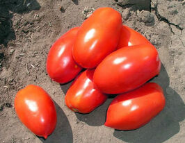 Томат Інкас F1купити