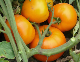 Томат Світ Сан F1купити