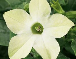 Табачник крылатый Саратога F1 лайм купить