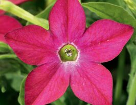 Табачник Саратога F1 розовый купить