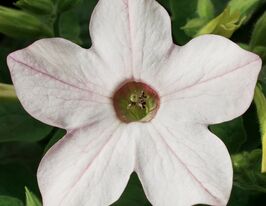 Табачник крылатый Саратога F1 яблочный цвет купить