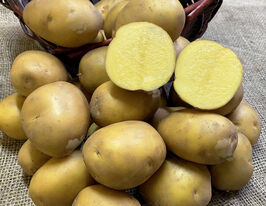 Картофель Алли (Ally) купить