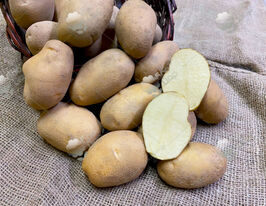 Картофель Келли (Kelly) купить