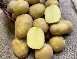 Картофель Фолк (Folk) купить