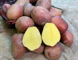 Картофель Роставица купить