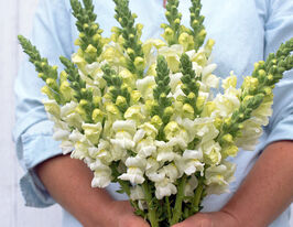 Львиный Зев садовый Потамак F1 айвори вайт купить