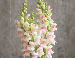 Ротики садові Потамак F1 еппл блоссомкупити