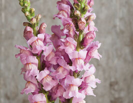 Львиный Зев садовый Потамак F1 лавандовый купить