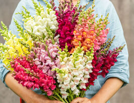 Львиный Зев садовый Потамак F1 смесь купить