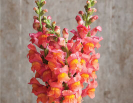 Львиный Зев садовый Потамак F1 оранж купить