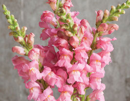 Львиный Зев садовый Потамак F1 пинк купить