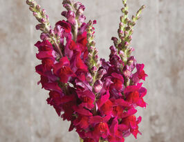 Львиный Зев садовый Потамак F1 красный купить