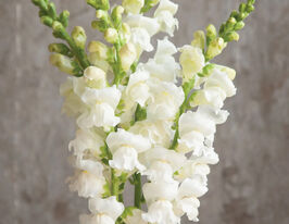 Львиный Зев садовый Потамак F1 белый купить