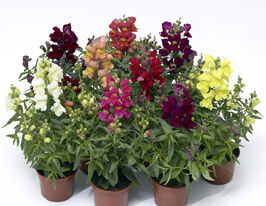 Львиный Зев низкорослый (Антирринум) Снептини F1 смесь купить