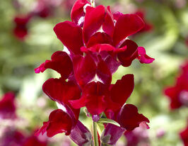 Львиный Зев низкорослый (Антирринум) Снептини F1 красный купить