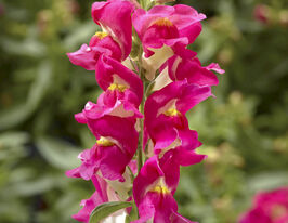 Львиный Зев низкорослый (Антирринум) Снептини F1 роуз биколор купить