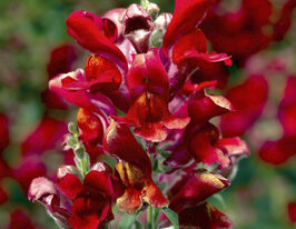 Львиный Зев низкорослый (Антирринум) Снептини F1 скарлет купить