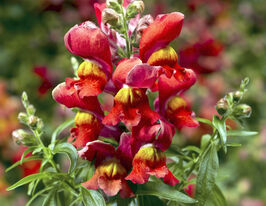 Львиный Зев низкорослый (Антирринум) Снептини F1 солнечное сияние купить