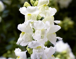 Львиный Зев низкорослый (Антирринум) Снептини F1 белый купить