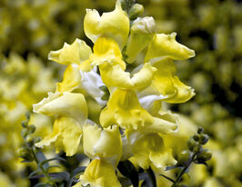 Ротики низькорослий  (Антіррінум) Снептіні F1 жовтийкупити