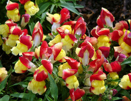 Ротики низькорослі (Антіррінум) Флорал Шоуер F1 апрікот біколоркупити