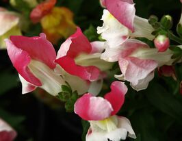 Ротики низькорослі (Антіррінум) Флорал Шоуер F1 корал біколоркупити