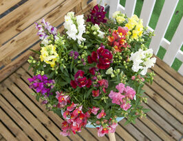 Ротики низькорослі (Антіррінум) Флорал Шоуер F1 сумішкупити