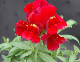 Ротики низькорослі (Антіррінум) Флорал Шоуер F1 скарлеткупити