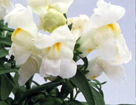 Ротики низькорослі (Антіррінум) Флорал Шоуер F1 білийкупити