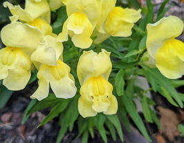 Ротики низькорослі (Антіррінум) Флорал Шоуер F1 жовтийкупити