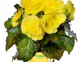 Бегония клубневая Лимитлесс F1 лимонная купить