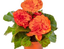 Бегония клубневая Лимитлес F1 оранжевая купить