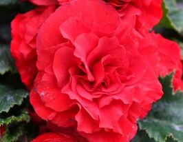 Бегония клубневая Лимитлесс F1 темно-красная купить