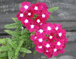 Вербена Кварц ХР F1 Бургунди купить