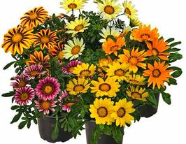 Газания гибридная крупноцветковая Зани F1 смесь купить