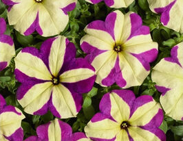 Петуния ампельная крупноцветная Лавина F1 пурпурно-желтая звезда купить