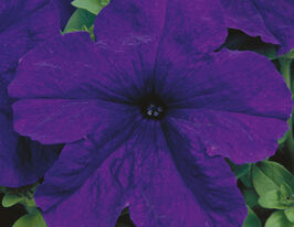 Петунія грандіфлора Ігл F1 синякупити