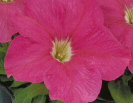 Петунія грандіфлора Ігл F1 пінккупити