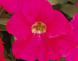 Петунія грандіфлора Ігл F1 рожевакупити