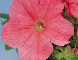 Петунія грандіфлора Ігл F1 лососевакупити