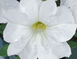 Петунія грандіфлора Ігл F1 білакупити