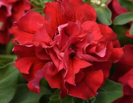 Петуния грандифлора махровая Валентайн F1 красна купить