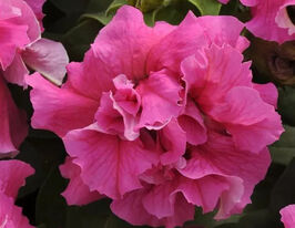 Петуния каскадная махровая Каскад F1 пинк купить