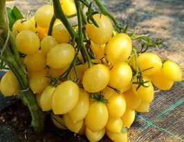 Томат Божевільна вишня Баррі (Barry's Crazy Cherry)купити