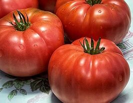 Томат Итальянское дерево (Italian Tree) купить