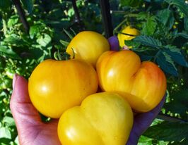 Томат Карлик лимонний лід (Dwarf Lemon Ice)купити